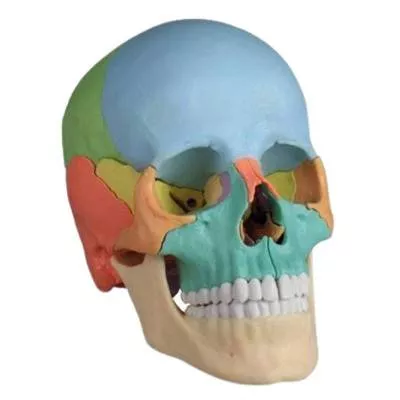 Czaszka człowieka - osteopatyczna, kolorowa - 22 części Erler Zimmer