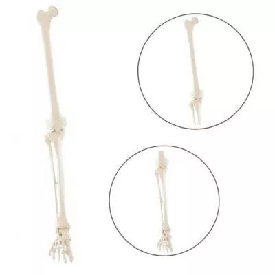 Model kończyny dolnej człowieka bez stawu biodrowego Erler Zimmer