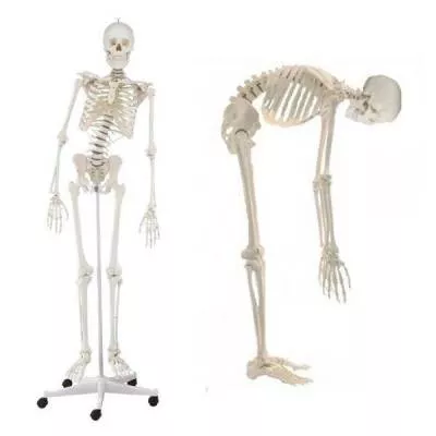 Elastyczny szkielet człowieka z ruchomym kręgosłupem HUGO - 176 cm Erler Zimmer