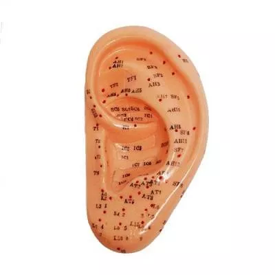 Model akupunkturowy ucha - 13 cm