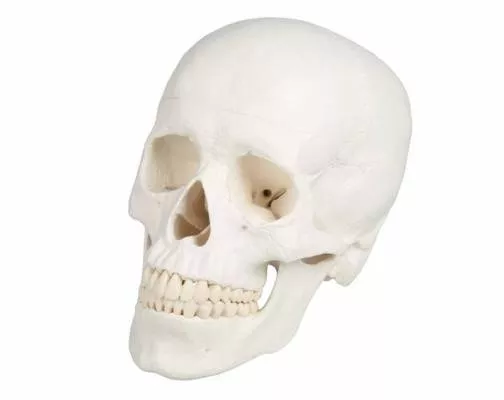 Model czaszki dorosłego człowieka - 3 części Erler Zimmer