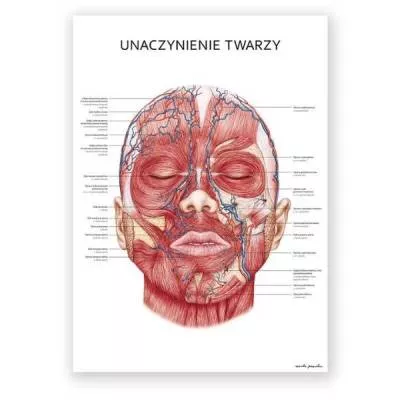 Plakat anatomiczny - Unaczynienie twarzy - Marta Pawelec