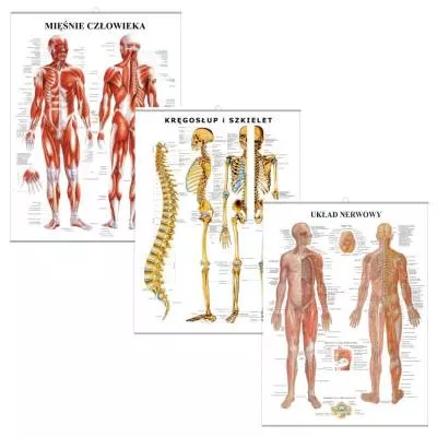 Zestaw plansz anatomicznych - Mięśnie, Szkielet i Nerwy (PL) 