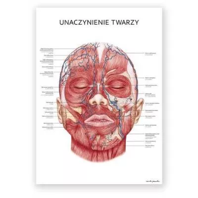 Plakat anatomiczny - unaczynienie twarzy - OUTLET