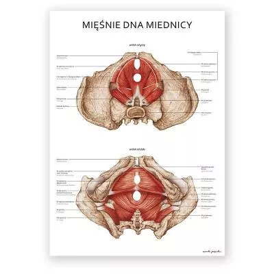 Plakat anatomiczny - Mięśnie dna miednicy kobiety - Marta Pawelec