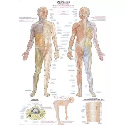 Tablica anatomiczna - Dermatomy (ENG/DE) - 70x100 cm