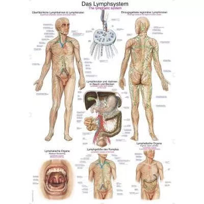 Tablica anatomiczna - Układ limfatyczny (ENG/DE) - 70x100 cm