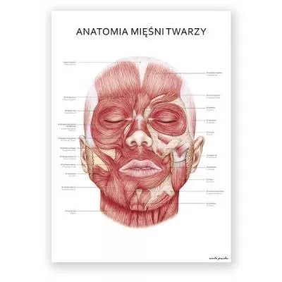 Plakat anatomiczny - Mięśnie twarzy - Marta Pawelec - OUTLET