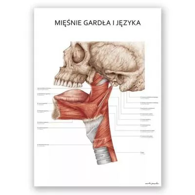 Plakat anatomiczny – Mięśnie gardła i języka - Marta Pawelec