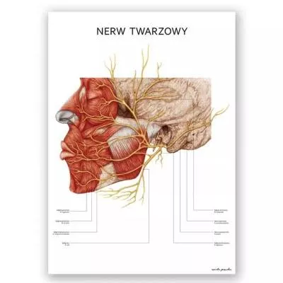 Plakat anatomiczny – Nerw twarzowy - Marta Pawelec