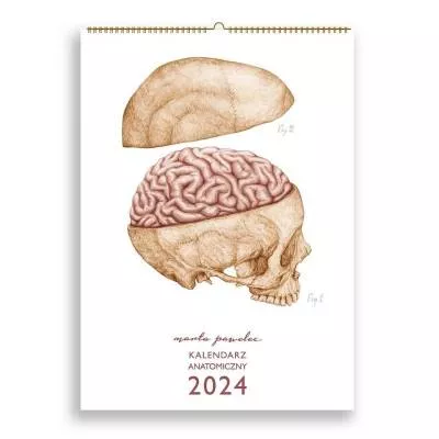 Kalendarz anatomiczny na 2024 rok - Marta Pawelec