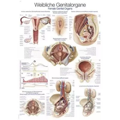 Tablica anatomiczna - Narządy rozrodcze żeńskie (ENG/DE) - 70x100 cm - OUTLET