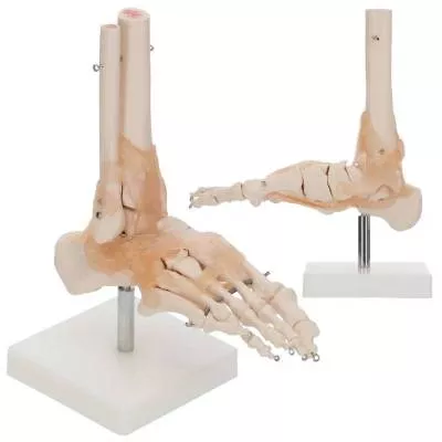Model stawu skokowego człowieka z więzadłami 4FIZJO
