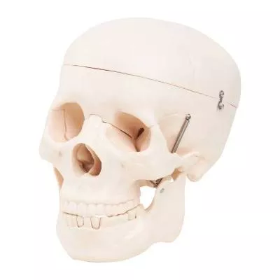 Model czaszki człowieka 4FIZJO