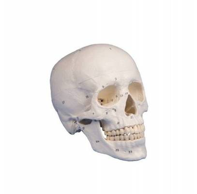 Model czaszki człowieka z nazwami kości - 3 części Erler Zimmer
