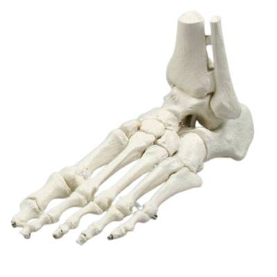 Elastyczny model stopy z fragmentami kości podudzia