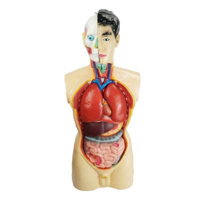 Wisceralny model anatomiczny narządów wewnętrznych - 85 cm