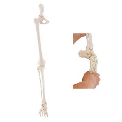 Model kończyny dolnej człowieka - elastyczny staw biodrowy i kolanowy + stopa Erler Zimmer