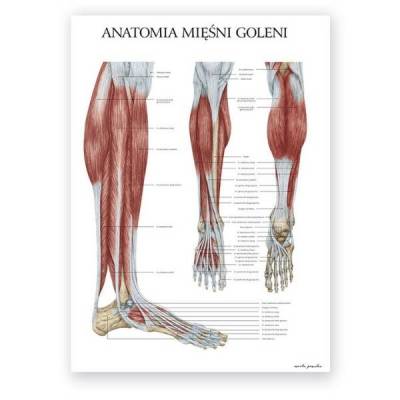 Plakat anatomiczny - mięśnie goleni