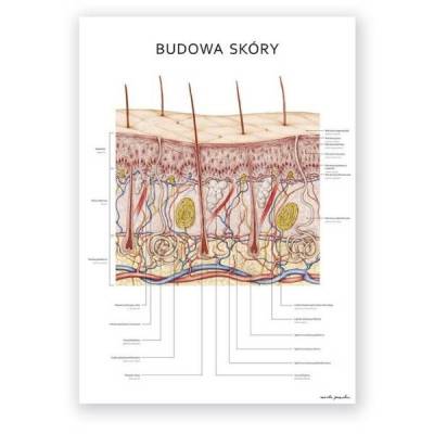 Plakat anatomiczny - budowa skóry