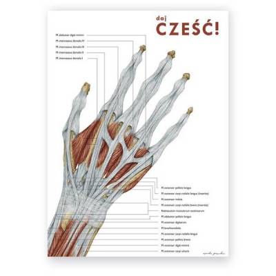 Plakat anatomiczny - Anatomia ręki - DAJ CZEŚĆ - Marta Pawelec