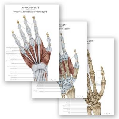 Zestaw plansz anatomicznych - Anatomia ręki - Marta Pawelec