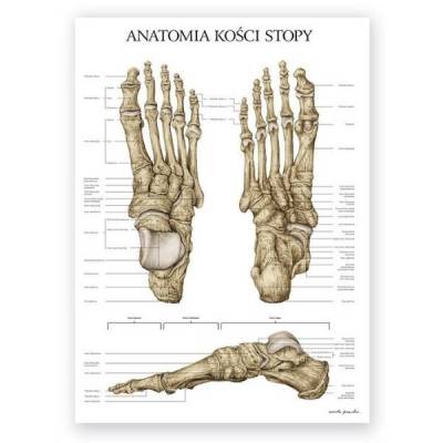 Plakat anatomiczny - Kości stopy - Marta Pawelec