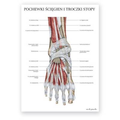 Plakat anatomiczny - mięśnie stopy