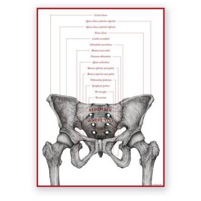 Plakat anatomiczny - Miednica żeńska - REMEMBER - Marta Pawelec
