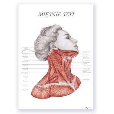 Plakat anatomiczny - Mięśnie szyi - Marta Pawelec