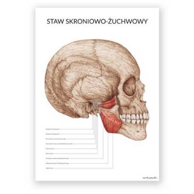 Plakat anatomiczny - Staw skroniowo-żuchwowy - Marta Pawelec