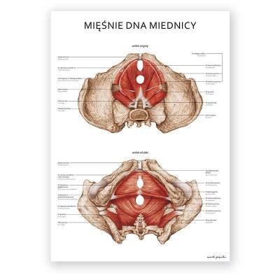 Plakat anatomiczny - Mięśnie dna miednicy kobiety - Marta Pawelec