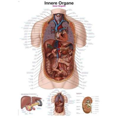 Tablica anatomiczna - Organy wewnętrzne (ENG/DE/ŁAC) - 70x100 cm