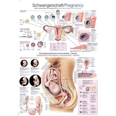 Tablica anatomiczna - Ciąża (ENG/DE) - 70x100 cm