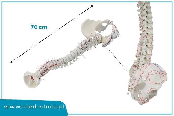 elastyczny model kręgosłupa człowieka z przyczepami mięśni erler zimmer