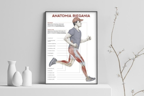 Plakat anatomia biegania w poczekalni