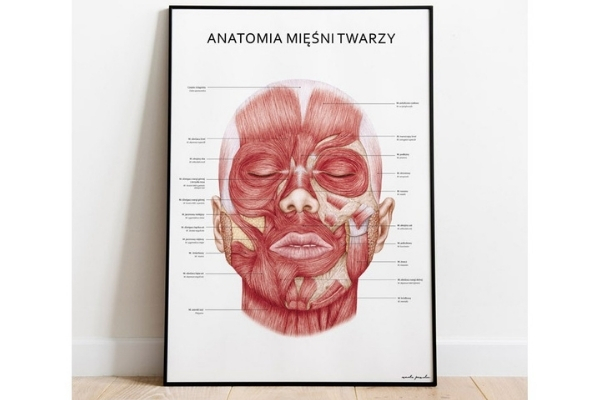 Plakat anatomiczny mięśni twarzy w ramie