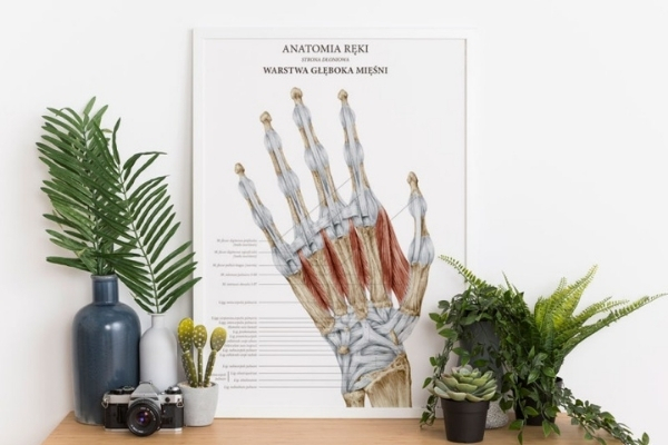 Plakat anatomiczny ręki w gabinecie