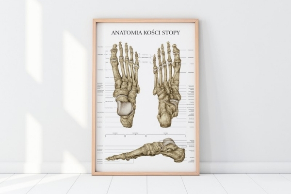Plakat anatomiczny kości stopy w ramie