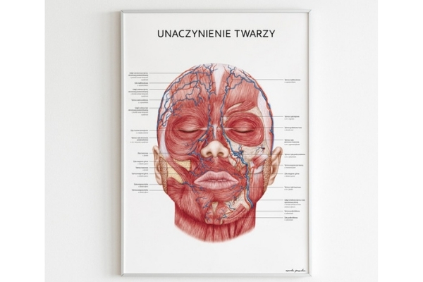 Plakat anatomiczny unaczynienia twarzy w ramie