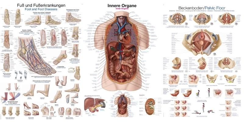 Tablice anatomiczne