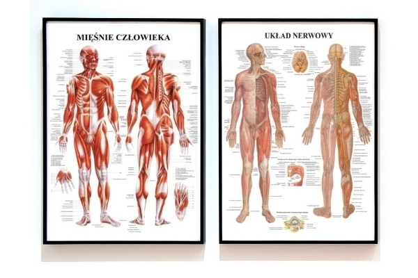 Plansze anatomiczne układu mięśniowego i nerwowego
