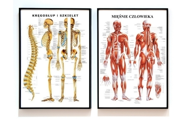 Plansze anatomiczne układu mięśniowego i szkieletu