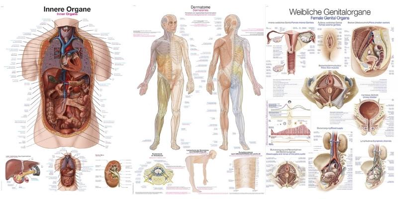 Plansze anatomiczne
