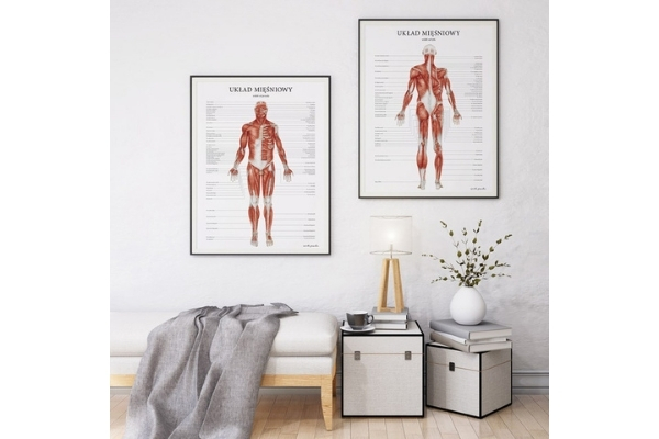 Zestaw plakatów anatomicznych układu mięśniowego w pokoju