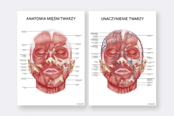 Zestaw plakatów mięśni i unaczynienia twarzy
