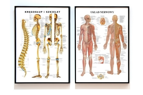 Zestaw plansz anatomicznych szkieletu i układu nerwowego