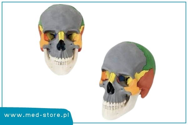 model czaszki człowieka kolorowy 12 części erler zimmer