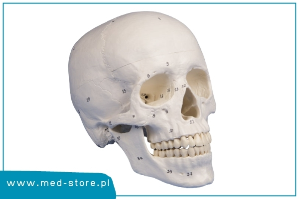model czaszki człowieka z nazwami kości 3 elementy erler zimmer