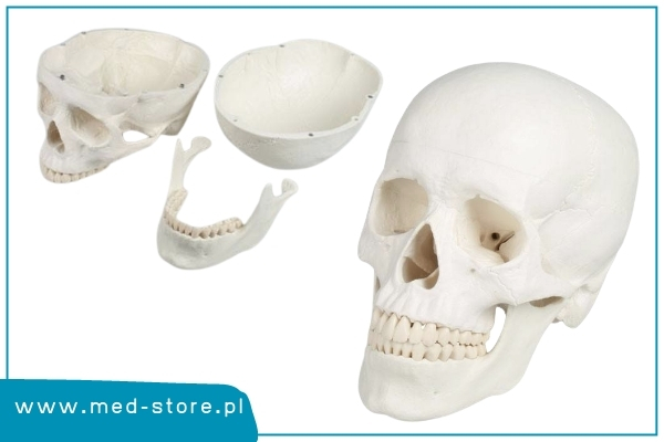 model czaszki dorosłego człowieka 3 części erler zimmer
